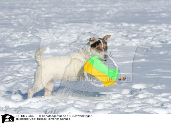 spielender Jack Russell Terrier im Schnee / SS-22832