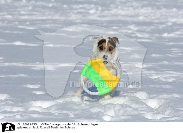 spielender Jack Russell Terrier im Schnee / SS-22833