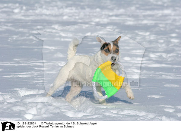 spielender Jack Russell Terrier im Schnee / SS-22834
