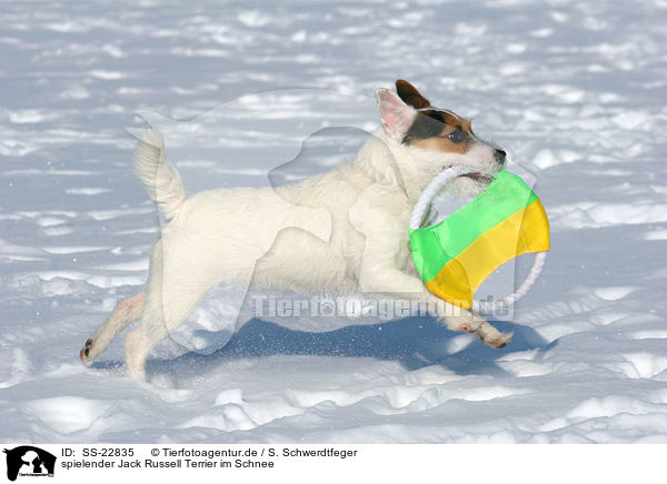 spielender Jack Russell Terrier im Schnee / SS-22835