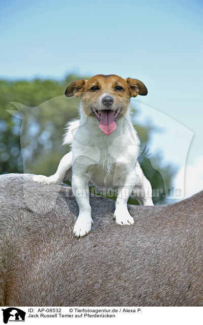 Jack Russell Terrier auf Pferdercken / AP-08532