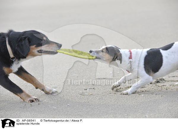 spielende Hunde / playing dogs / AP-08541