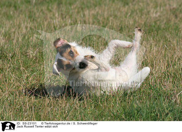 Parson Russell Terrier wlzt sich / rolling Parson Russell Terrier / SS-23101