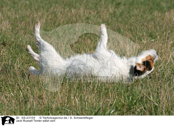 Parson Russell Terrier wlzt sich / rolling Parson Russell Terrier / SS-23104