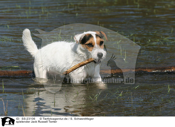 spielender Parson Russell Terrier / playing Parson Russell Terrier / SS-23106