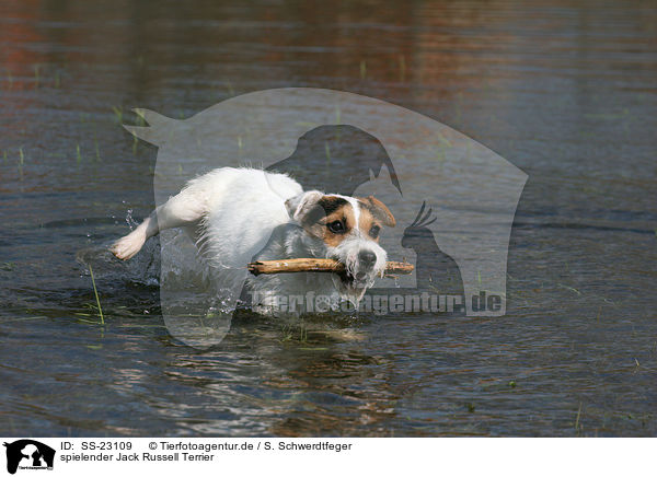 spielender Parson Russell Terrier / playing Parson Russell Terrier / SS-23109