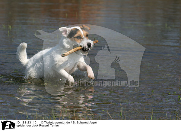 spielender Parson Russell Terrier / playing Parson Russell Terrier / SS-23110