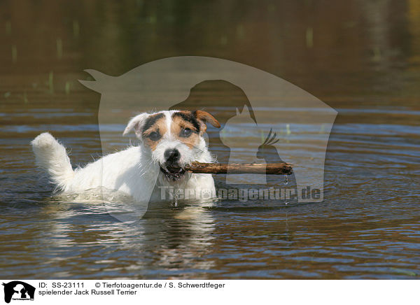 spielender Parson Russell Terrier / playing Parson Russell Terrier / SS-23111
