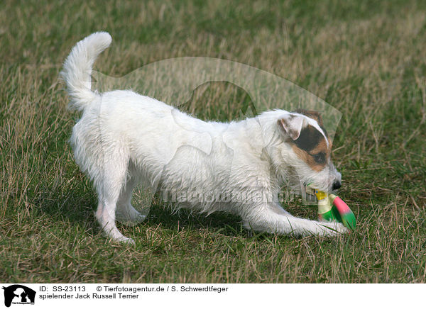 spielender Parson Russell Terrier / playing Parson Russell Terrier / SS-23113