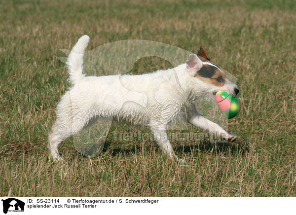 spielender Parson Russell Terrier / playing Parson Russell Terrier / SS-23114