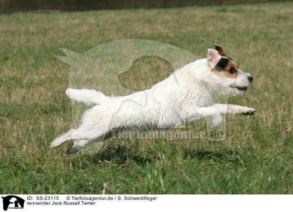 rennender Parson Russell Terrier / running Parson Russell Terrier / SS-23115