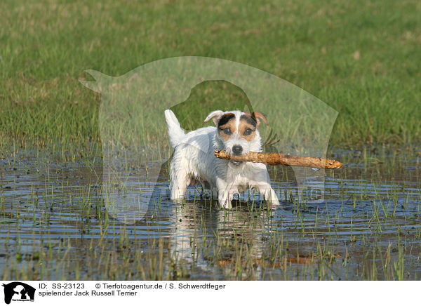 spielender Parson Russell Terrier / playing Parson Russell Terrier / SS-23123