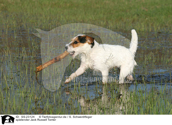 spielender Parson Russell Terrier / playing Parson Russell Terrier / SS-23124