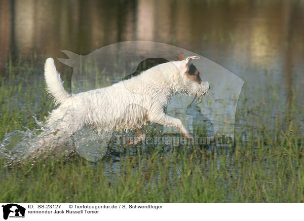 rennender Parson Russell Terrier / running Parson Russell Terrier / SS-23127