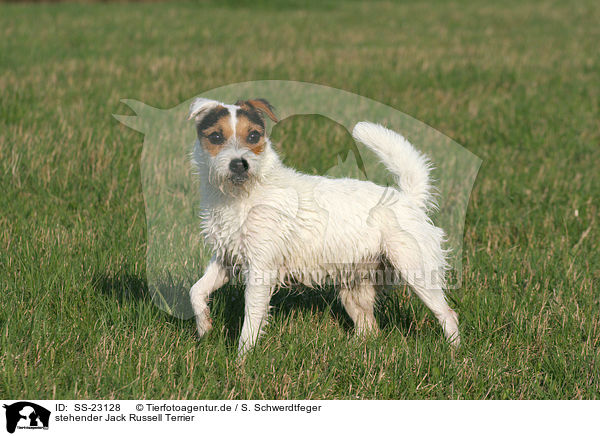 stehender Parson Russell Terrier / standing Parson Russell Terrier / SS-23128