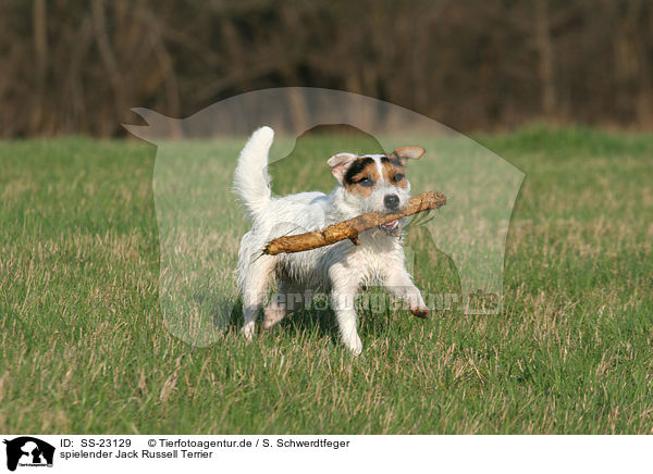 spielender Parson Russell Terrier / playing Parson Russell Terrier / SS-23129