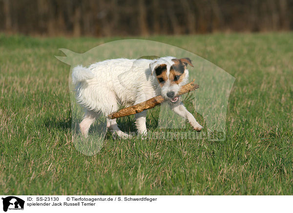 spielender Parson Russell Terrier / playing Parson Russell Terrier / SS-23130