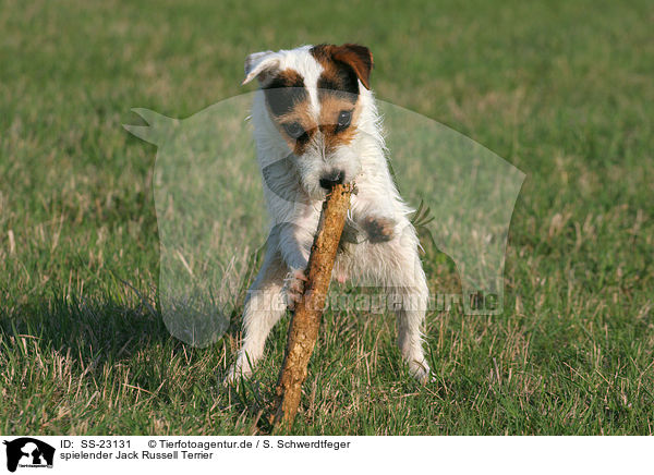 spielender Parson Russell Terrier / playing Parson Russell Terrier / SS-23131