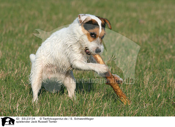 spielender Jack Russell Terrier / SS-23134