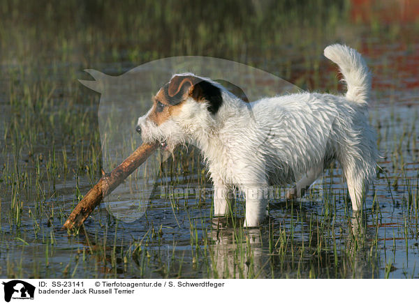 badender Parson Russell Terrier / bathing Parson Russell Terrier / SS-23141