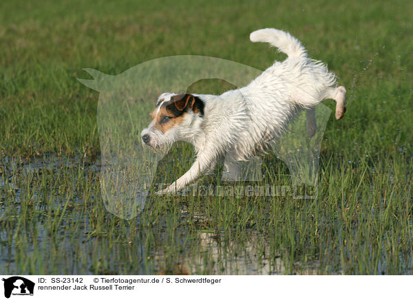 rennender Parson Russell Terrier / running Parson Russell Terrier / SS-23142