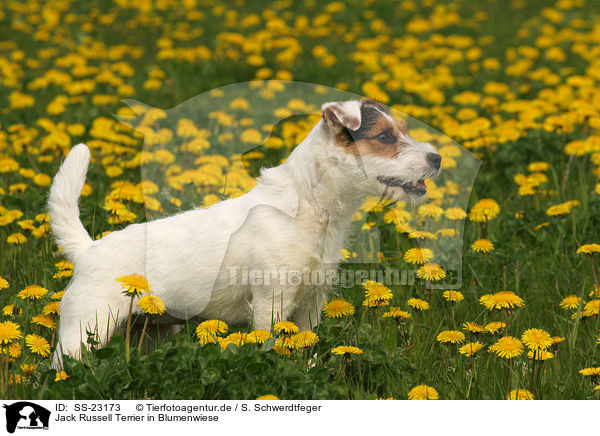 stehender Parson Russell Terrier / standing Parson Russell Terrier / SS-23173