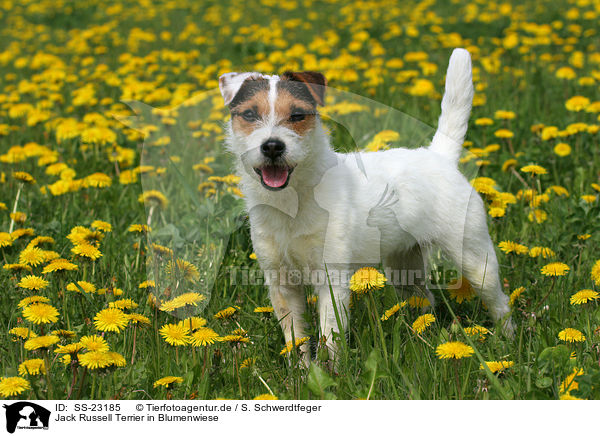 stehender Parson Russell Terrier / standing Parson Russell Terrier / SS-23185