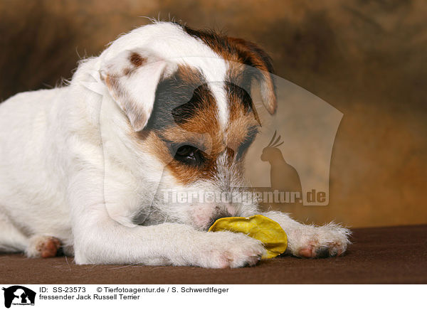 fressender Parson Russell Terrier / eating Parson Russell Terrier / SS-23573