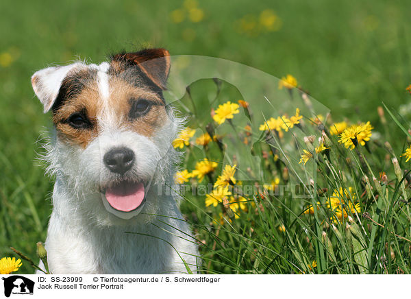 Parson Russell Terrier Portrait / Parson Russell Terrier Portrait / SS-23999