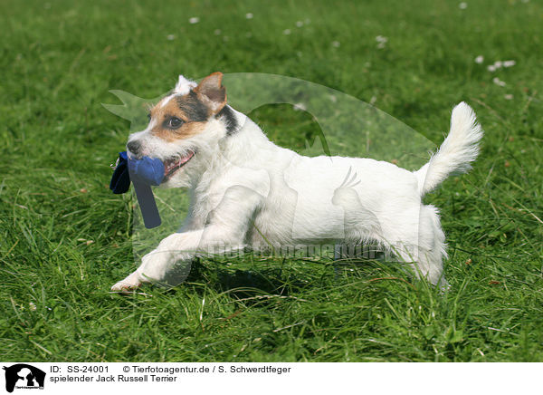 spielender Parson Russell Terrier / playing Parson Russell Terrier / SS-24001