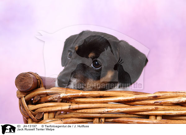 Jack Russell Terrier Welpe / Jack Russell Terrier Puppy / JH-13197