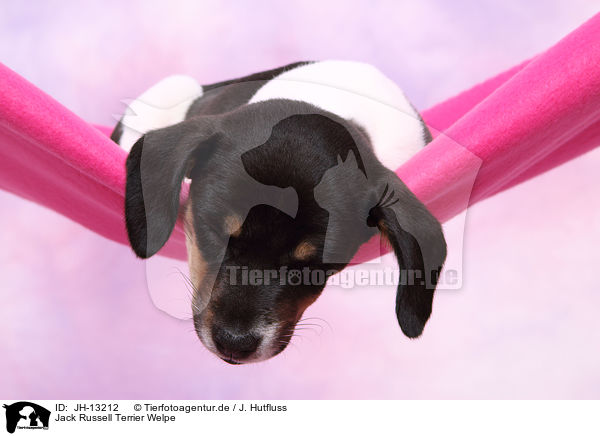 Jack Russell Terrier Welpe / Jack Russell Terrier Puppy / JH-13212