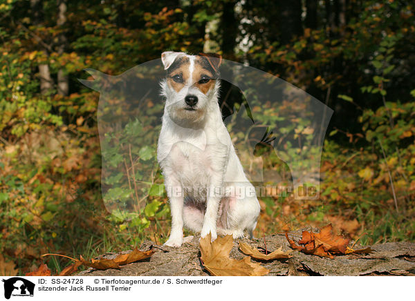 sitzender Parson Russell Terrier / sitting Parson Russell Terrier / SS-24728