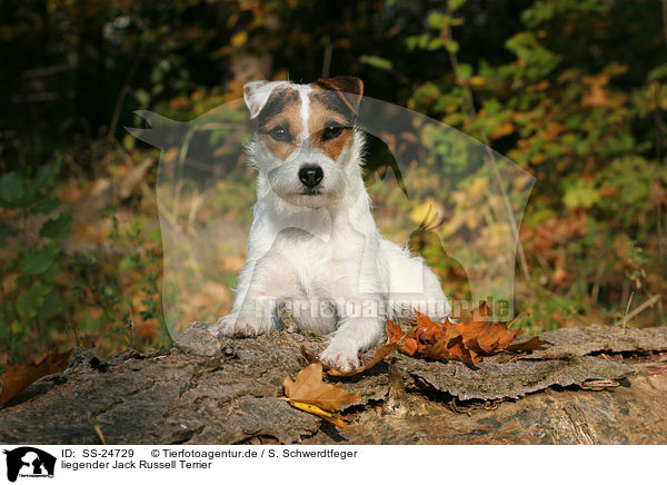 liegender Parson Russell Terrier / lying Parson Russell Terrier / SS-24729