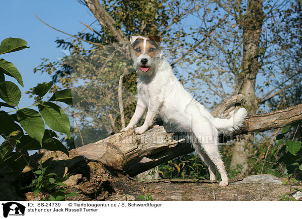 stehender Parson Russell Terrier / standing Parson Russell Terrier / SS-24739