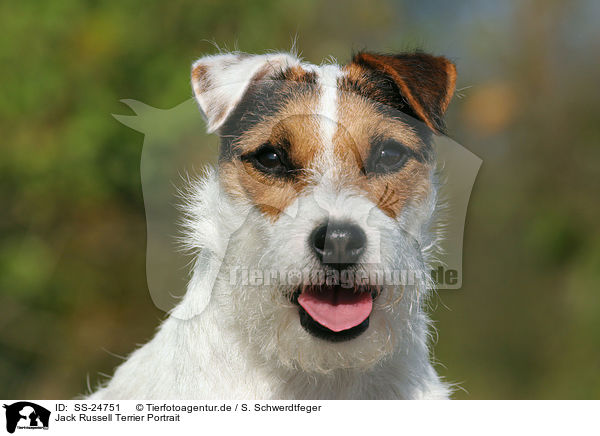 Parson Russell Terrier Portrait / Parson Russell Terrier Portrait / SS-24751