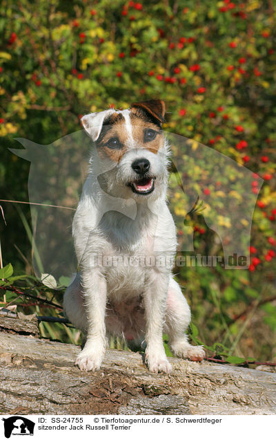 sitzender Parson Russell Terrier / sitting Parson Russell Terrier / SS-24755