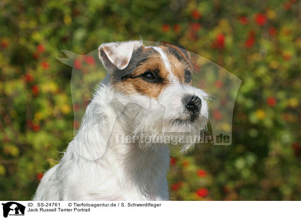 Parson Russell Terrier Portrait / Parson Russell Terrier Portrait / SS-24761