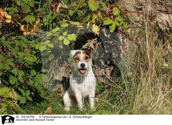 sitzender Parson Russell Terrier / sitting Parson Russell Terrier / SS-24766