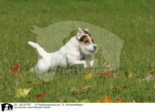 rennender Parson Russell Terrier / running Parson Russell Terrier / SS-24787