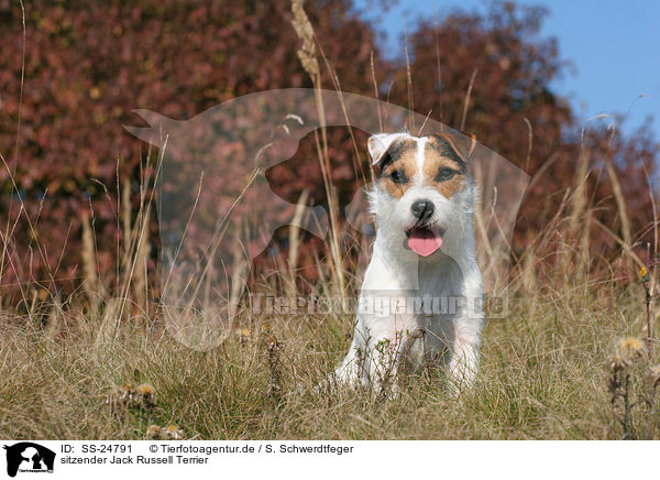 sitzender Parson Russell Terrier / sitting Parson Russell Terrier / SS-24791