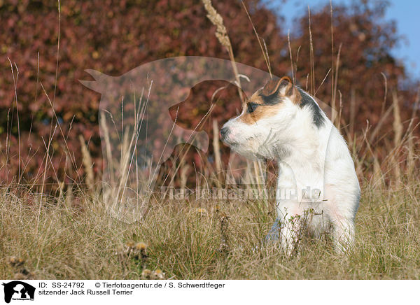 sitzender Parson Russell Terrier / sitting Parson Russell Terrier / SS-24792