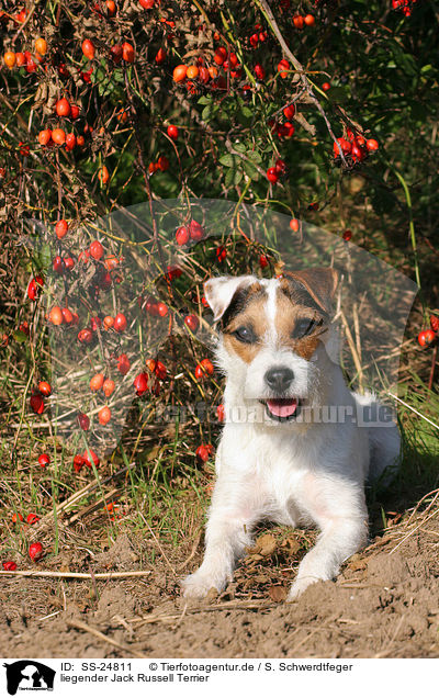 liegender Parson Russell Terrier / lying Parson Russell Terrier / SS-24811