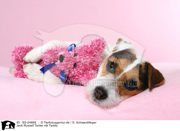 Parson Russell Terrier mit Teddy / Parson Russell Terrier with teddy / SS-24868