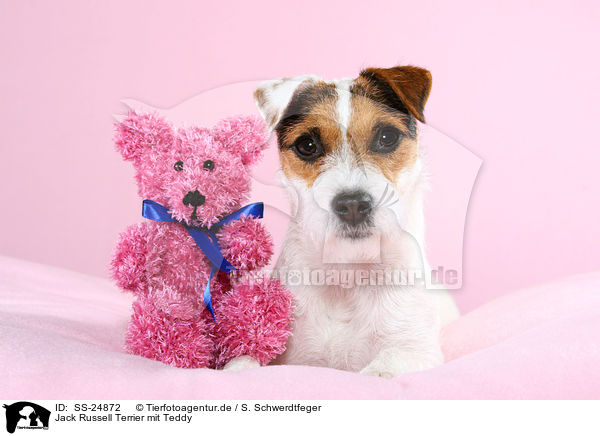 Parson Russell Terrier mit Teddy / Parson Russell Terrier with teddy / SS-24872