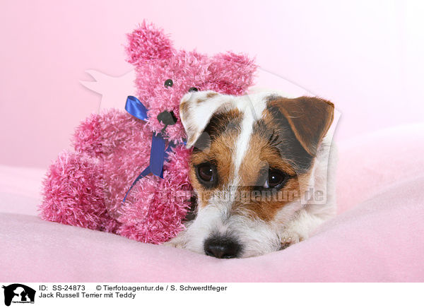 Parson Russell Terrier mit Teddy / Parson Russell Terrier with teddy / SS-24873