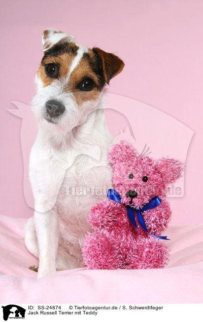 Parson Russell Terrier mit Teddy / Parson Russell Terrier with teddy / SS-24874
