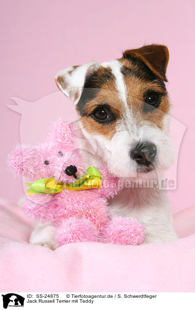 Parson Russell Terrier mit Teddy / Parson Russell Terrier with teddy / SS-24875