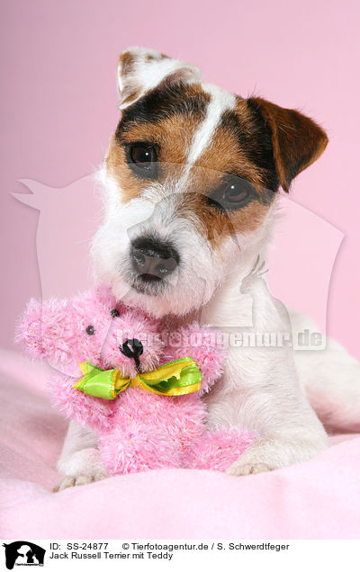 Parson Russell Terrier mit Teddy / Parson Russell Terrier with teddy / SS-24877