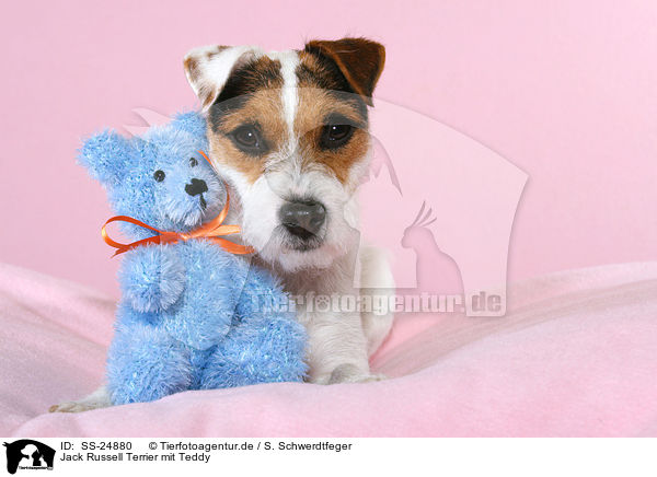 Parson Russell Terrier mit Teddy / Parson Russell Terrier with teddy / SS-24880